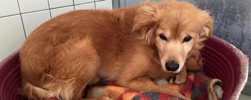 Il cane Birillo salvato a Brugherio e adottato al canile Enpa di Monza