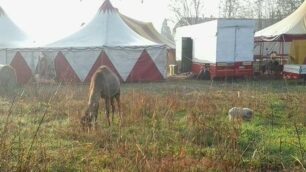 Lissone, il dromedario e il maialino scappati dal circo