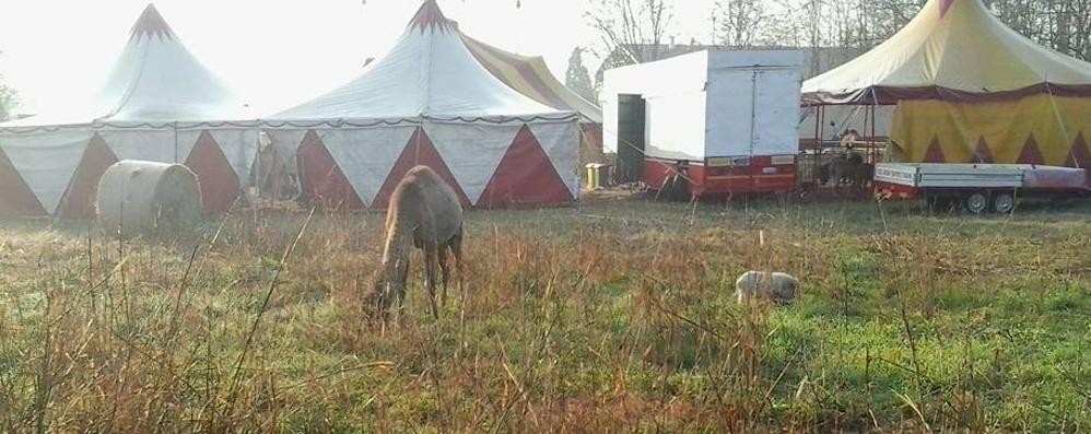 Lissone, il dromedario e il maialino scappati dal circo