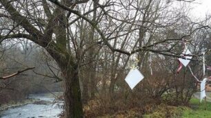 Carate Brianza, l’albero delle poesie sulla riva del Lambro