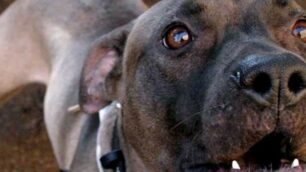Animali cane pitbull