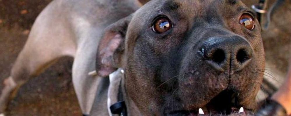 Animali cane pitbull