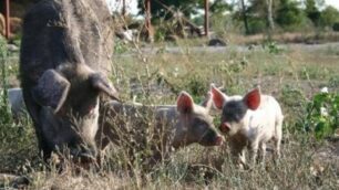 Una scrofa e i suoi maialini: il settore è in crisi