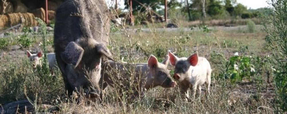 Una scrofa e i suoi maialini: il settore è in crisi