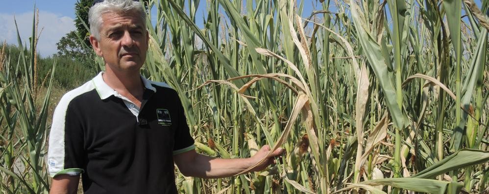 L’agricoltura brianzola aveva già sofferto lo scorso anno: l’agricola Frigerio con il mais provato dal meteo