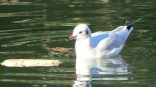 Un gabbiano comune al parco di Monza