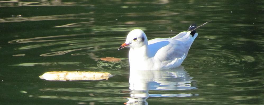 Un gabbiano comune al parco di Monza