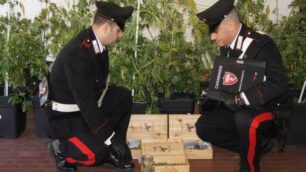 I carabinieri con le piante di marijuana e il raccolto già pronto