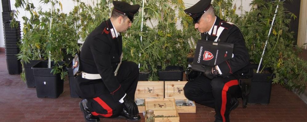 I carabinieri con le piante di marijuana e il raccolto già pronto