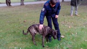 Il cane ritrovato nel parco di palazzo Borromeo