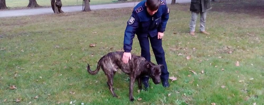 Il cane ritrovato nel parco di palazzo Borromeo