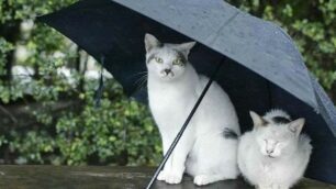 Due mici si riparano dalla pioggia, ma l’ombrello in Brianza servirà solo lunedì 11