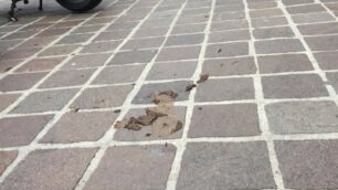 Monza ne ha le scarpe piene: “cacca tour” in città