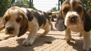 Sono 90mila i cani registrati a Monza e Brianza
