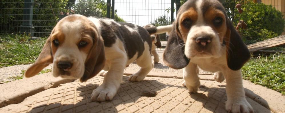 Sono 90mila i cani registrati a Monza e Brianza