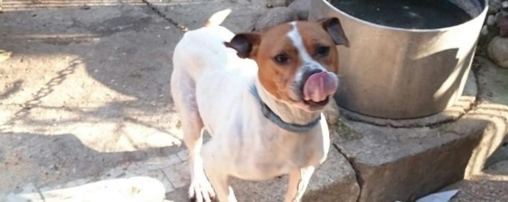 Seveso, il cane Lola salvato dall'Enpa Monza Brianza