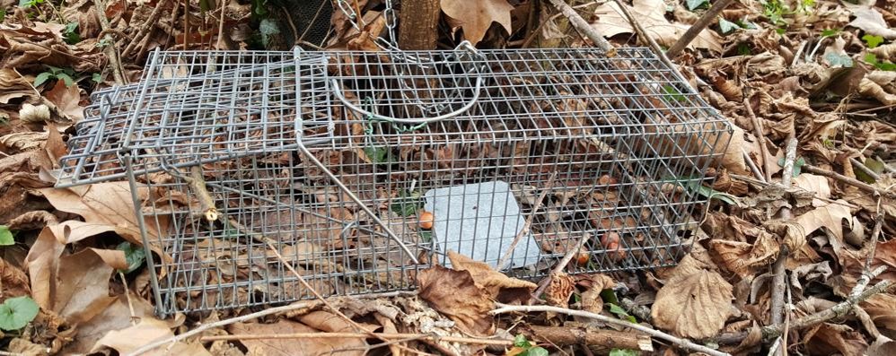 La gabbia ritrovata dagli agenti nel parco di Monza