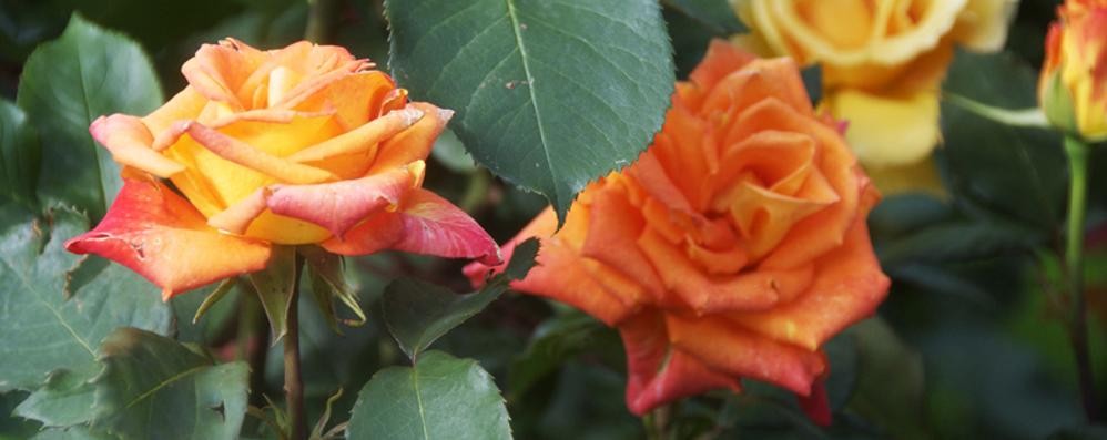 A San Valentino sono le rose a farla da padrone