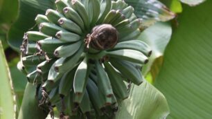 L’albero di banane dell’Ambrosini di Monza