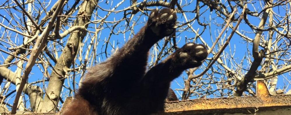 Due zampe inconfondibili: quelle di un gatto