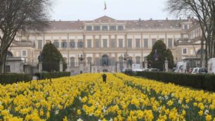 Monza, la fioritura dei narcisi in viale Cesare Battisti