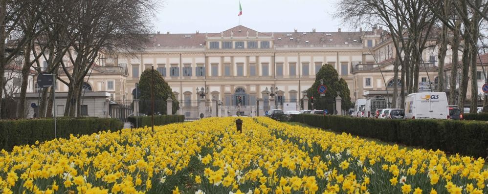 Monza, la fioritura dei narcisi in viale Cesare Battisti