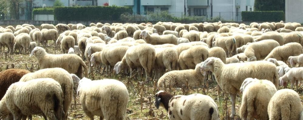 Pecore (foto d’archivio)