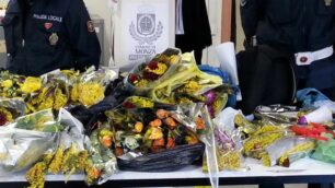 Le mimose sequestrate dalla polizia locale di Monza l’8 marzo