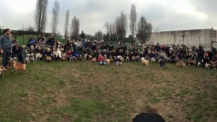 Cesano Maderno, foto di gruppo per il raduno dei bulldog