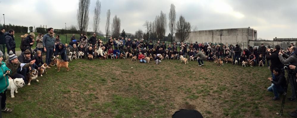 Cesano Maderno, foto di gruppo per il raduno dei bulldog