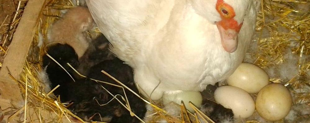 Albiate: anatra e gattini in un terreno agricolo di via Trieste