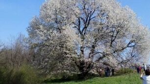 Besana Brianza - Lo spettacolo del ciliegio in fiore di Vergo Zoccorino meta di pellegrinaggio di molti brianzoli