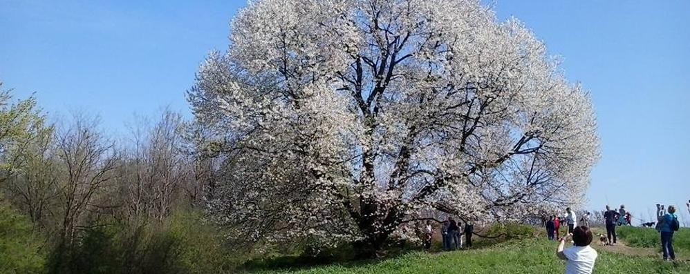 Besana Brianza - Lo spettacolo del ciliegio in fiore di Vergo Zoccorino meta di pellegrinaggio di molti brianzoli