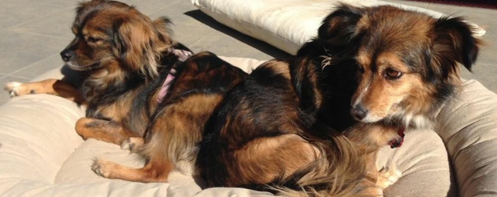 Desio: Lady e Lola, i due cani avvelenati e salvati