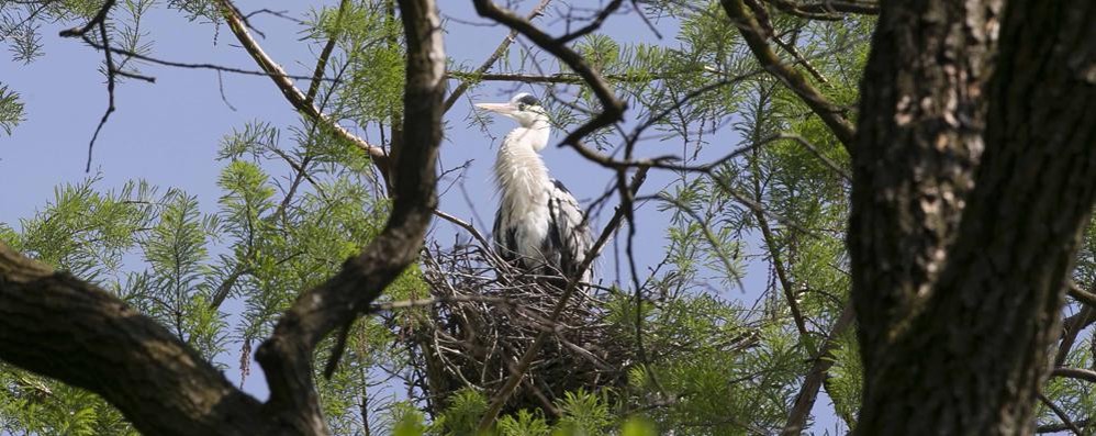 Un airone cenerino al parco di Monza