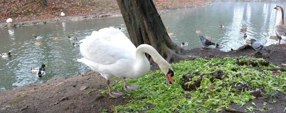 Monza, il cigno reale Romeo in una foto di qualche anno fa