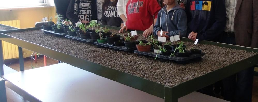 Le piantine del laboratorio di botanica alla scuola media di Lentate sul Seveso