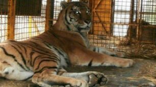 Monza, la tigre sequestrata al circo Martini-Orfei (foto Enpa Milano)
