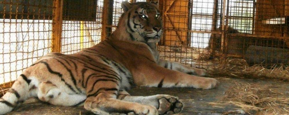 Monza, la tigre sequestrata al circo Martini-Orfei (foto Enpa Milano)