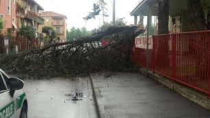 Nova Milanese, l'albero caduto davanti alla scuola elementare di via Novati