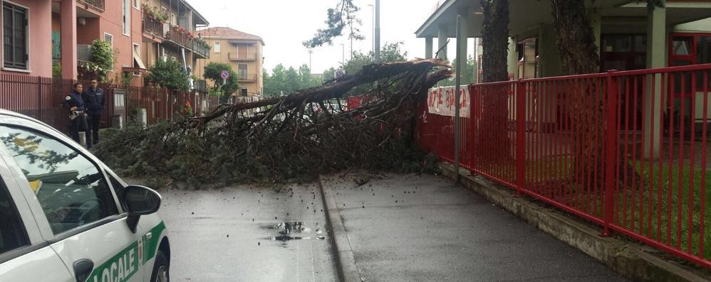 Nova Milanese, l'albero caduto davanti alla scuola elementare di via Novati