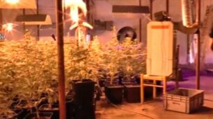 La serra di marijuana sequestrata a Brugherio