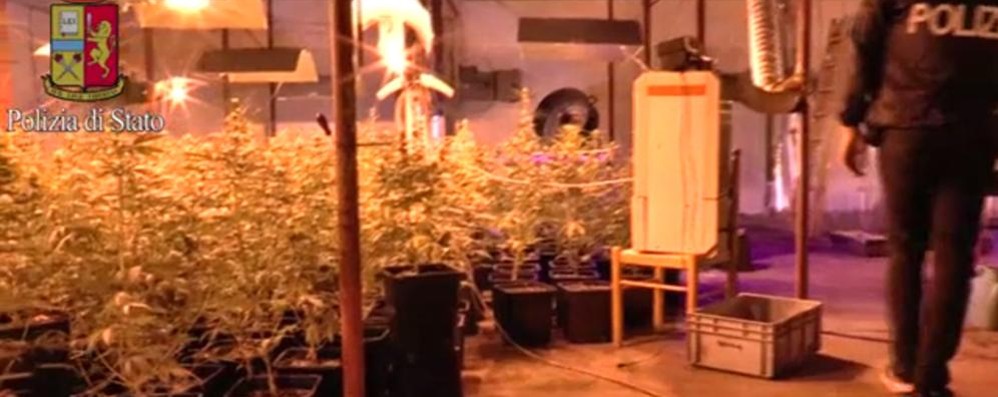La serra di marijuana sequestrata a Brugherio