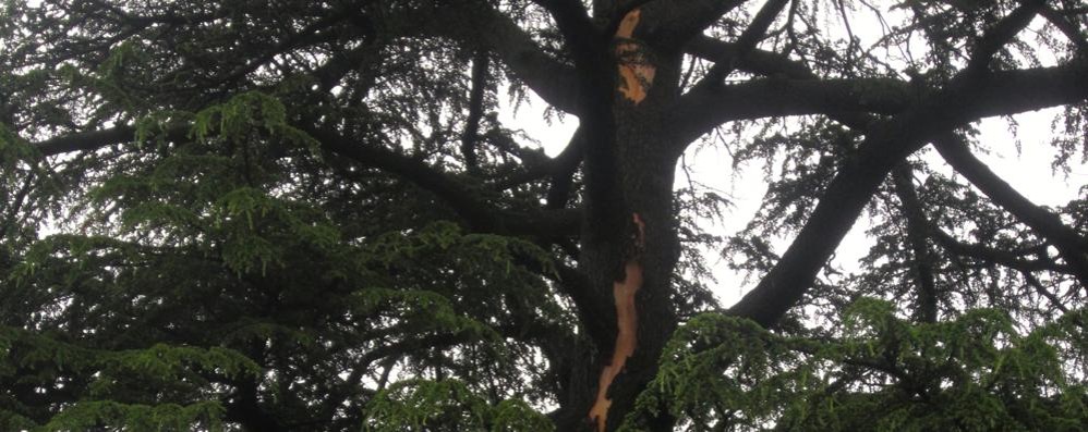 Il pino secolare colpito dal fulmine a Carate Brianza - foto Elisabetta Pioltelli