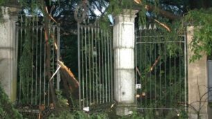 Renate, gli alberi danneggiati in via Mazzucchelli - foto Cesana