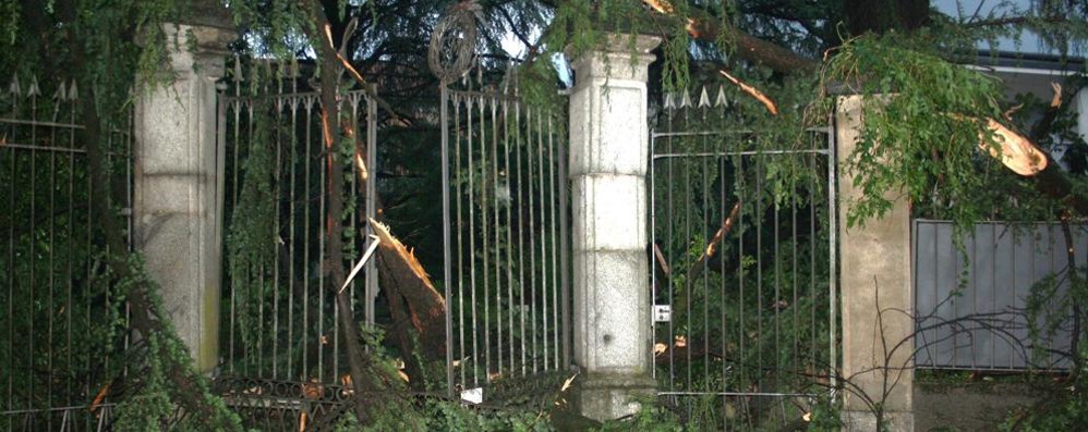 Renate, gli alberi danneggiati in via Mazzucchelli - foto Cesana