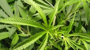 Sequestro di marijuana