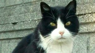 LISSONE: gatto morto Enpa denuncia