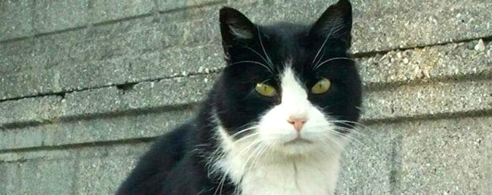 LISSONE: gatto morto Enpa denuncia