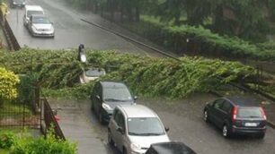 L’albero caduto in via Gallarana a Monza